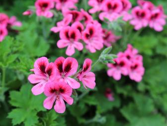 Pelargoniums an bloom indoors all year long if they get enough light.