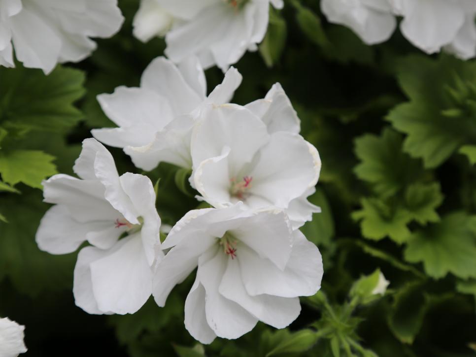 Pelargonium Pictures | HGTV