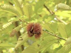 Chestnuts should be harvested only after they have fallen from the tree.
