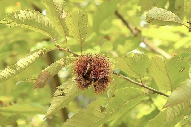 Chestnuts should be harvested only after they have fallen from the tree.