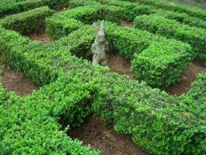 A low-growing hedge cut and shaped in the form of a maze is a type of topiary design.