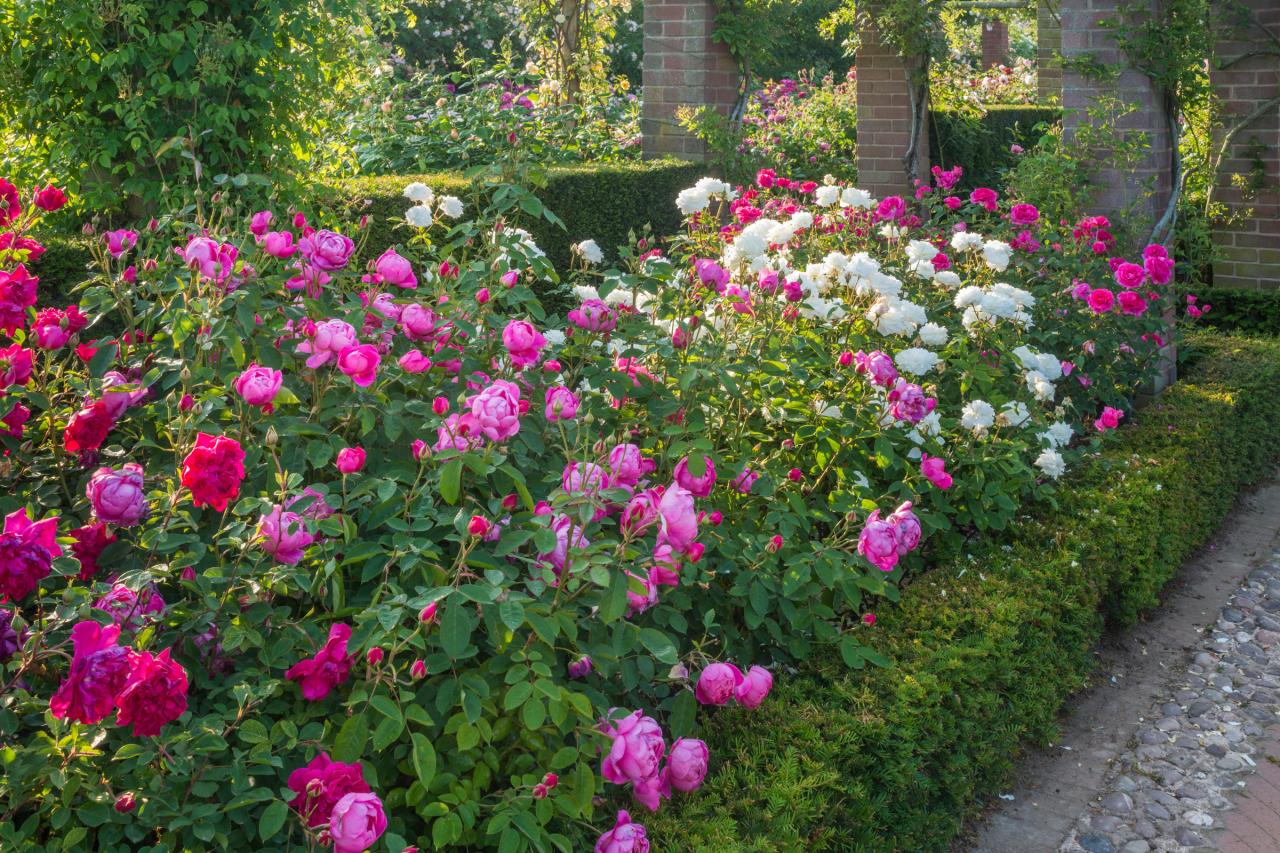 roses in landscape