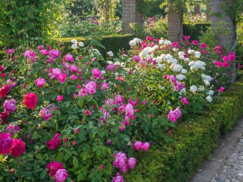 How to Design a Rose Bed