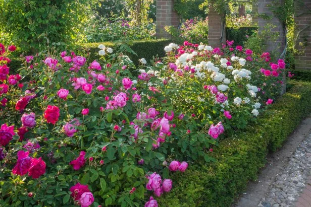 Rose Garden Design Ideas