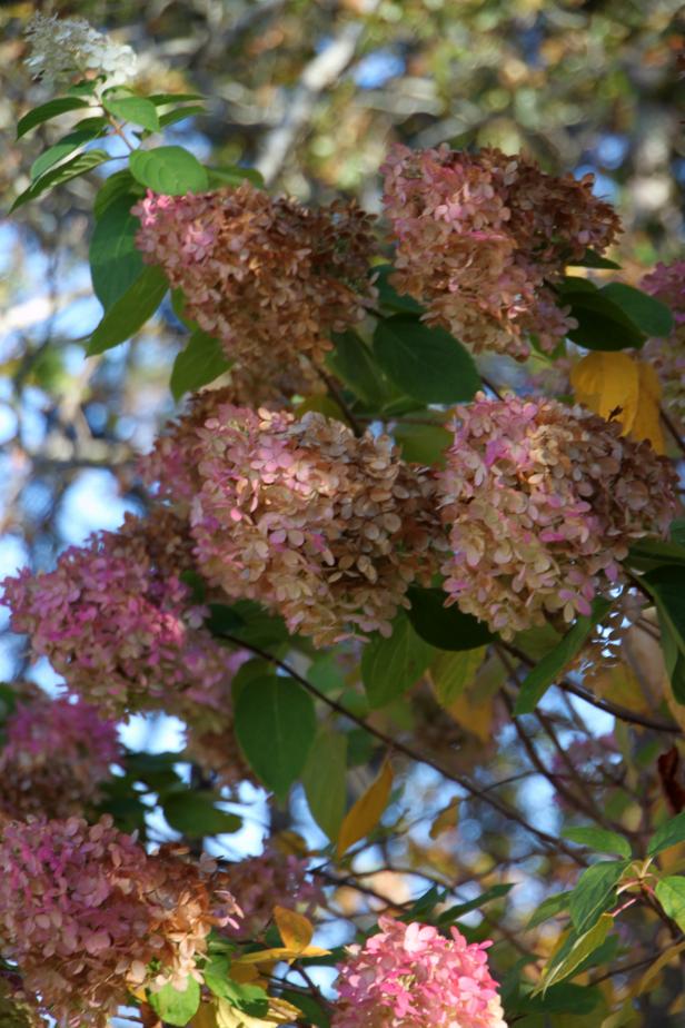 A Fall Cottage Garden on Cape Cod | HGTV