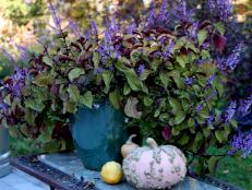 Plectranthus with fall gourds.