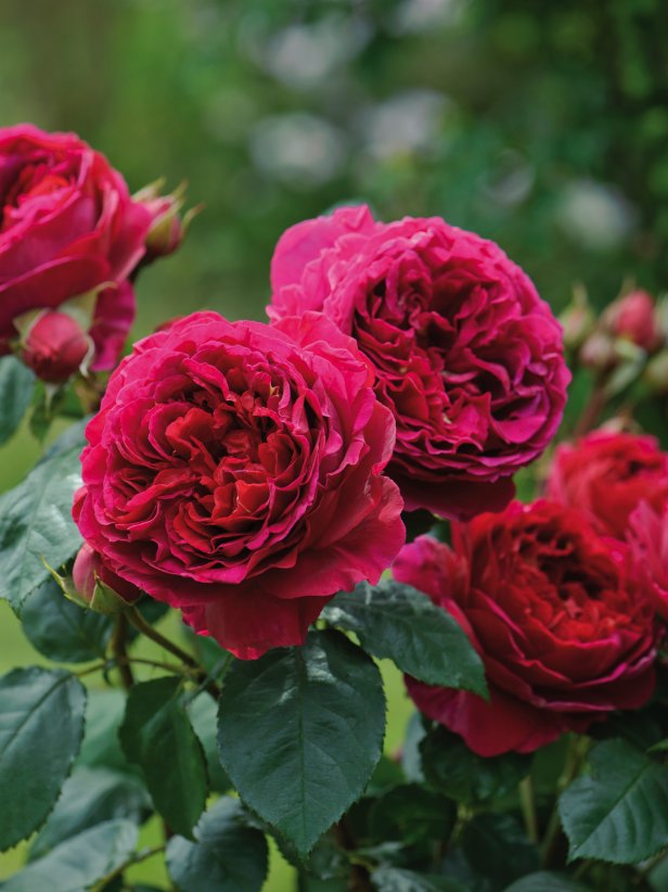 Everything You Need to Know About Roses HGTV Everything You Need to Know About Roses HGTV