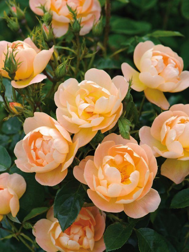 Everything You Need to Know About Roses | HGTV