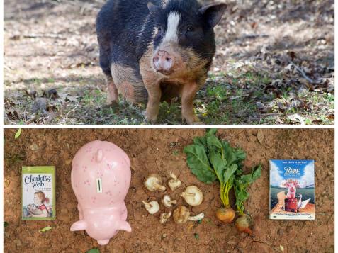 Animal Diaries: The Pig