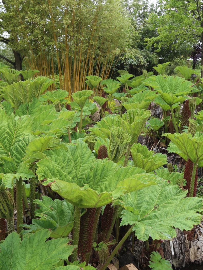 'Gunnera Manicata' is a flowering plant native to South America from Colombia to Brazil. The leaves can grow to an impressive size of four feet and above in diameter.&nbsp;