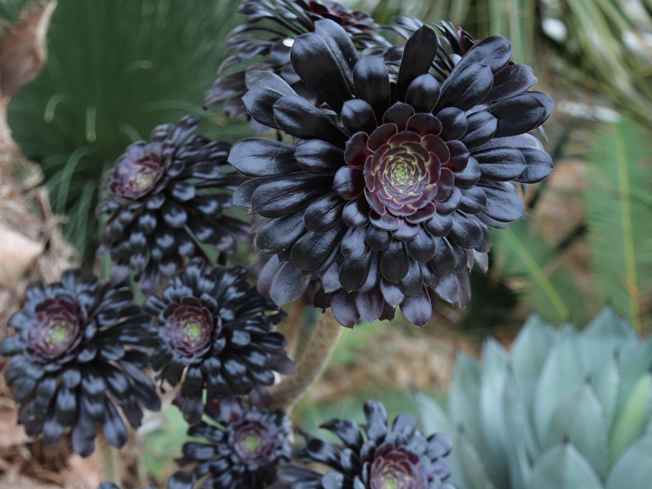 Plants with Black Flowers for Sale - Buying & Growing Guide