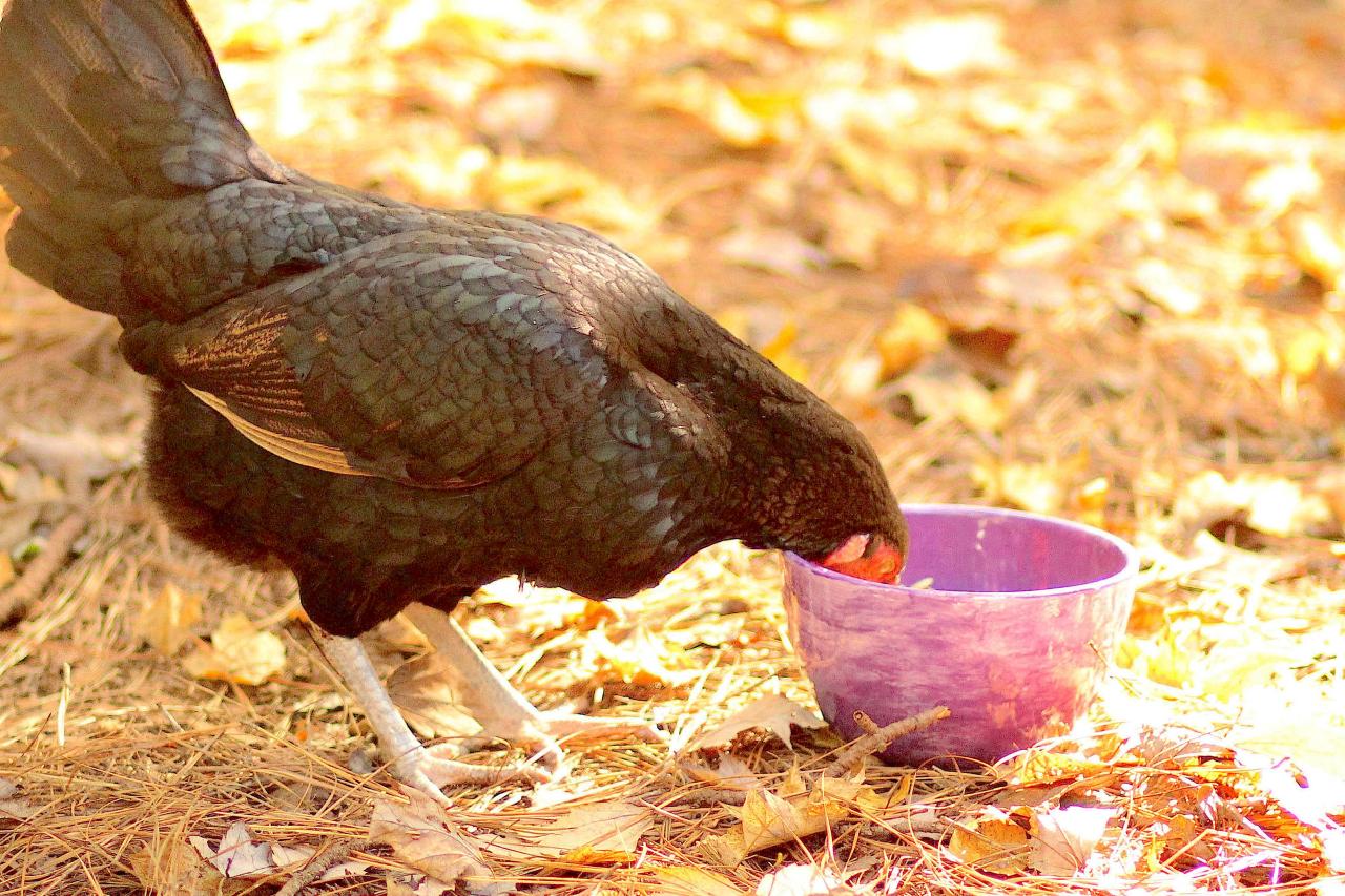 What to Feed Backyard Chickens HGTV