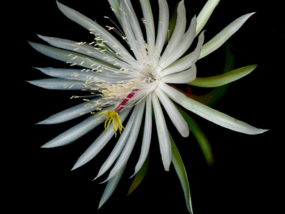 Flowers That Bloom At Night Night Blooming Flowers Hgtv