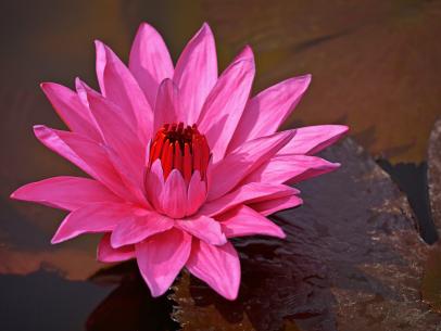 How to Grow Water Lilies