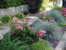 If you live in a temperature zone similar to that of southern California or the Mediterranean, you can get creative in your sidewalk space with a mixture of flowers, edible plants and ornamental grasses that look beautiful year round.