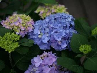 Hydrangea macrophylla-Rhapsody Blue