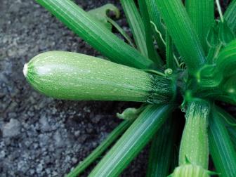 This grey zucchini is sought after for its high yields and resistance to disease, which gives it a longer growing season.