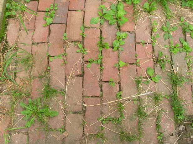 You can use a homemade mix of vinegar, dishwashing liquid and salt to kill weeds.