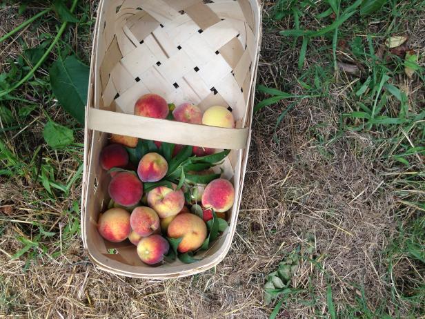 In Knoxville, we like to visit the Fruit and Berry Patch to pick our fruits. This time it was peaches. Fitting, as I was preparing to move to Georgia!