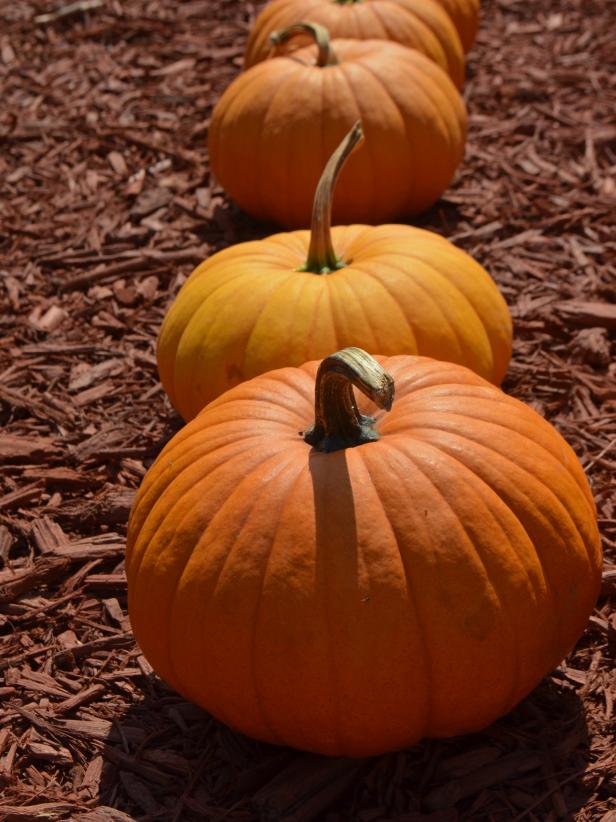 Planting Pumpkin Seeds | HGTV