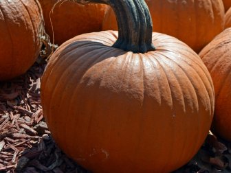 Types of Pumpkins