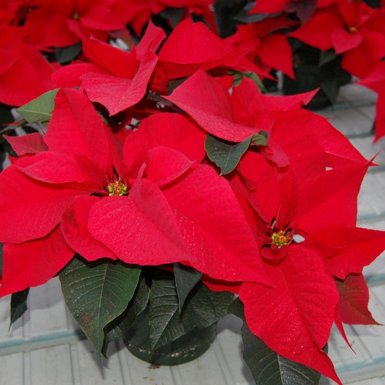 Best Christmas Indoor Plants To Decorate Your Home 2022!