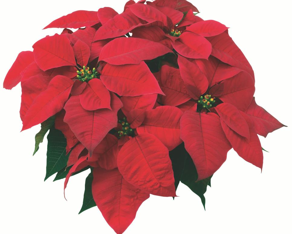 Poinsettia Pictures | HGTV