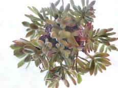This lovely succulent ornament is a great way to bring a little bit of your garden inside during those cold winter months, and it can be made and hung in the same day!