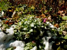 Who doesn't love 'Purple Dragon' lamium especially when the last of its delicate pink blossoms are embraced by an early-season snow.