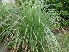 Lemongrass is an exotic herb that makes a great lemon substitute taste in foods.