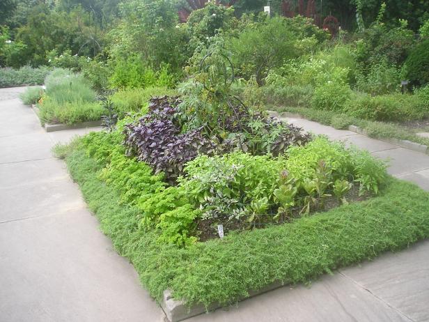 Herb garden landscape design