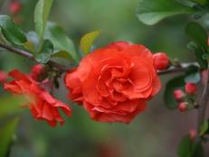'Orange Storm' is a Double Take variety of flowering quince that bears doubled, vibrant orange flowers in early spring.