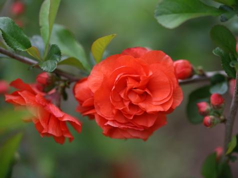 How to Grow Flowering Quince