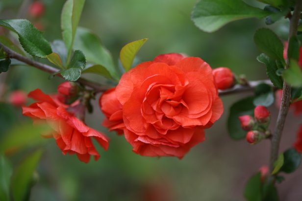 'Orange Storm' is a Double Take variety of flowering quince that bears doubled, vibrant orange flowers in early spring.