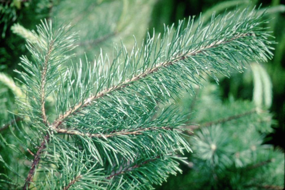Photo By Image Courtesy Of The National Christmas Tree Association Photo By Image Courtesy Of The National Christmas Tree Association