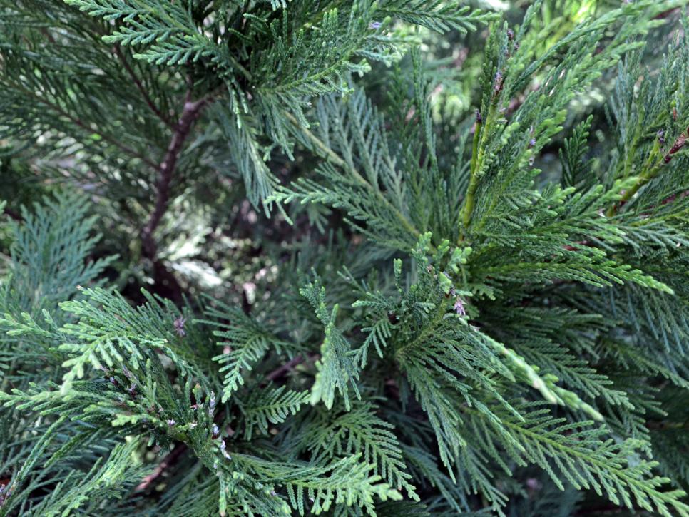 Best Living Christmas Tree Types HGTV