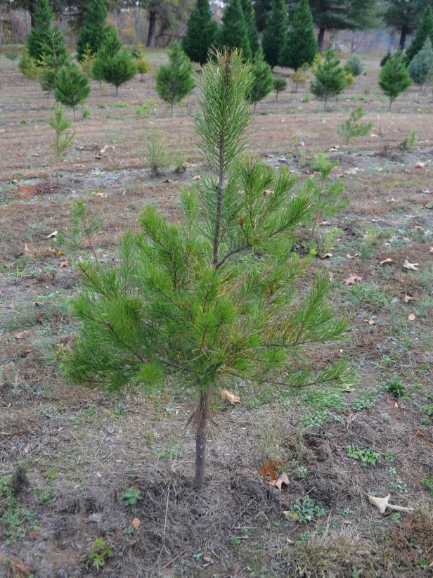 Best Living Christmas Tree Types HGTV