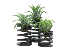 Engine springs never looked so good! These industrial spirals make an eye-catching place to put your air plant. $22 each; <a href="http://uncovet.com/steampunk-mini-springs" target="_blank">uncovet.com</a>