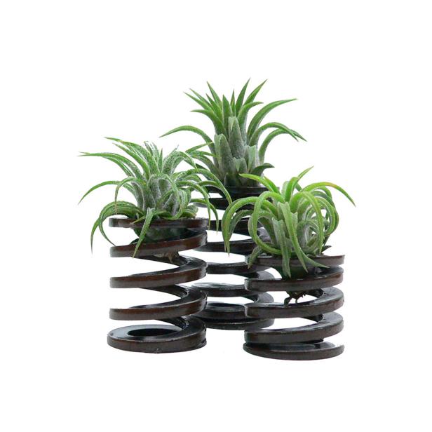 Engine springs never looked so good! These industrial spirals make an eye-catching place to put your air plant. $22 each; <a href="http://uncovet.com/steampunk-mini-springs" target="_blank">uncovet.com</a>