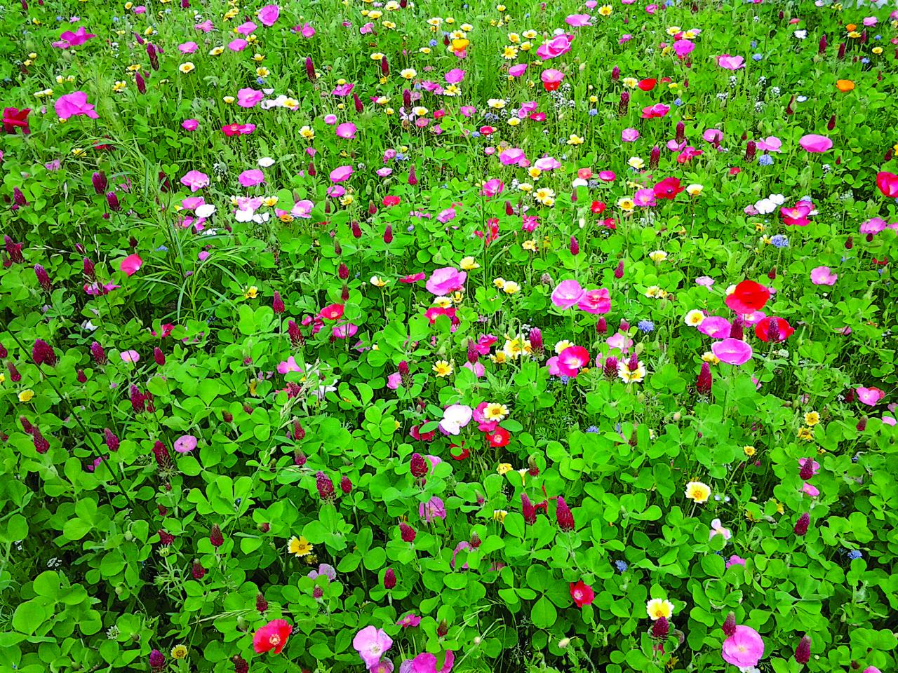 Wildflowers Falling Over: Keeping Wildflowers From Drooping In