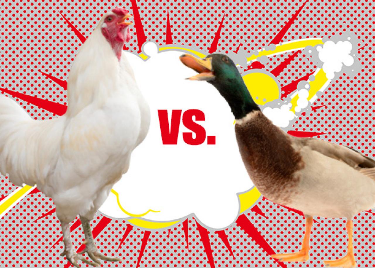Chickens vs. Ducks.