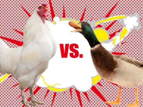 Raising Ducks or Chickens?