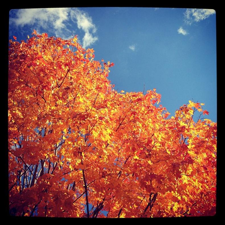 Orange fall foliage against a clear sky