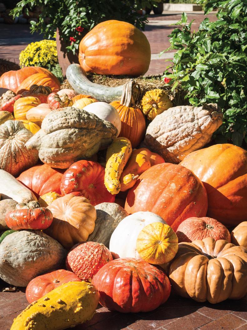 Pumpkins, squashes, and gourds... oh, my.