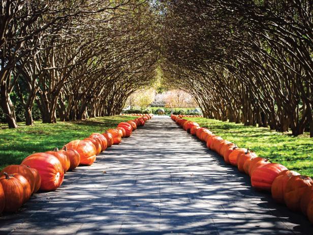 The pumpkin lined path leads you through the Dallas Arboretum.