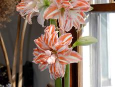 Amaryllis 'Dancing Queen' is a double-bloom variety that produces large, red and white, striped flowers. It is an excellent variety to brighten up your home through the holidays.