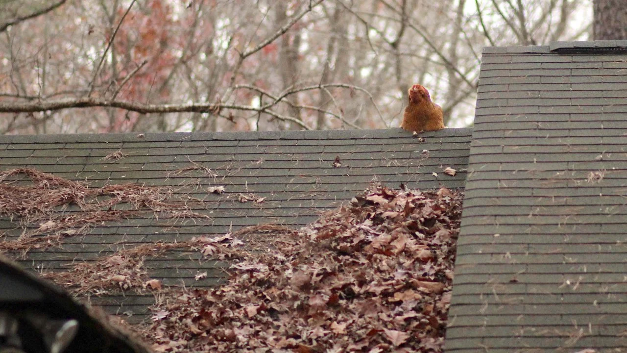 Fountain of Memes - TV Tropes, image size:1280x720