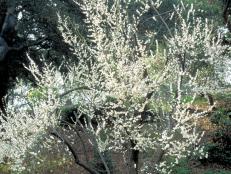 Prunus mume  (01) Spring