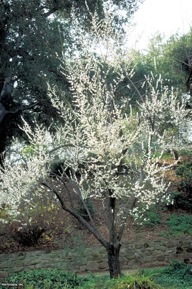 Prunus mume  (01) Spring