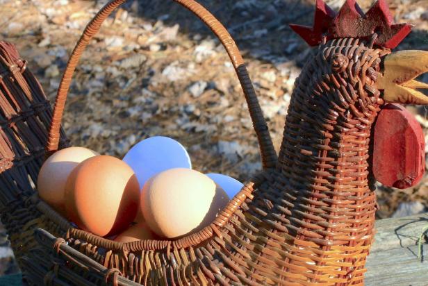 Egg production from backyard chickens naturally decreases during winter months.